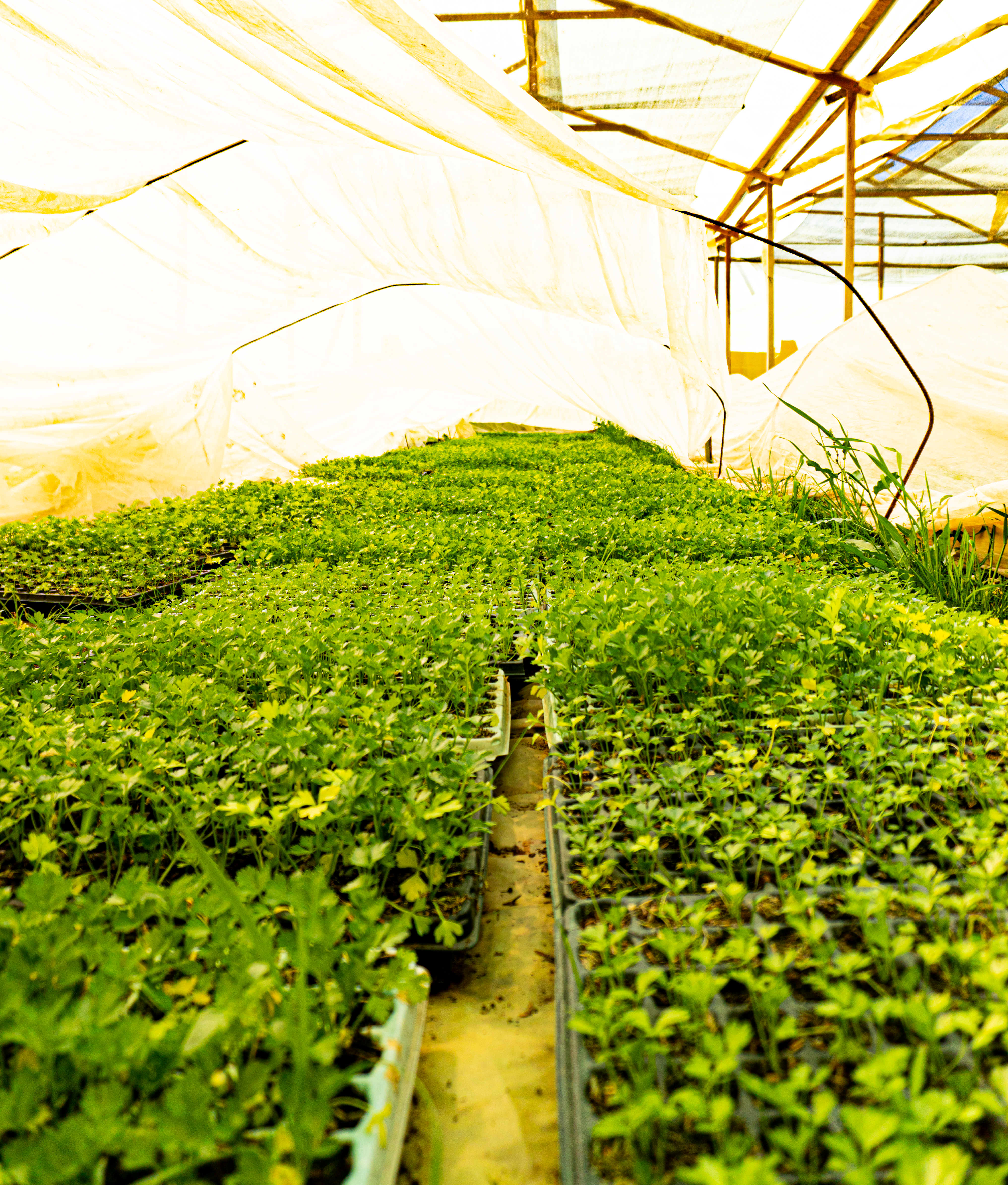 Camas elevadas con hortalizas